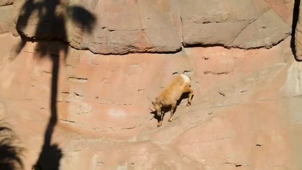 Mountain Goat Tucson Arizona — Stok Video