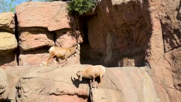 Mountain Goat Tucson Arizona — Stock Video