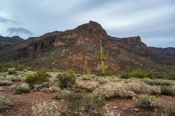 Een Uitzicht Gold Canyon Arizona — Stockfoto