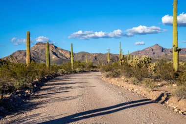 Organ Borusu Kaktüsü NM, Arizona 'ya kadar uzun bir yol var.