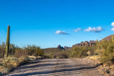 Organ Borusu Kaktüsü NM, Arizona 'ya kadar uzun bir yol var.