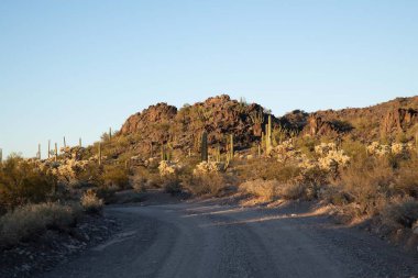 Organ Borusu Kaktüsü NM, Arizona 'ya kadar uzun bir yol var.