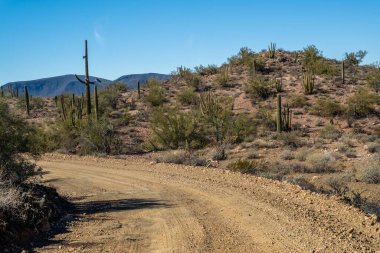 Organ Borusu Kaktüsü NM, Arizona 'ya kadar uzun bir yol var.