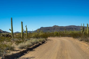Organ Borusu Kaktüsü NM, Arizona 'ya kadar uzun bir yol var.