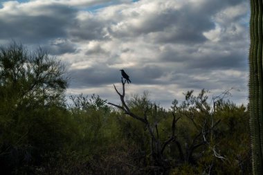 Organ Boru Kaktüsü NM, Arizona 'da Yaygın Kuzgun