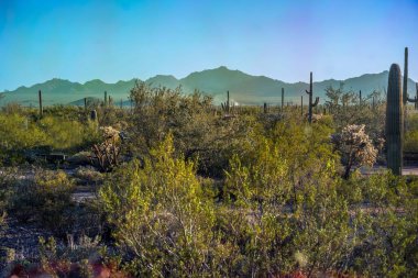 Arizona 'daki Organ Borusu Kaktüsü NM' nin manzarası