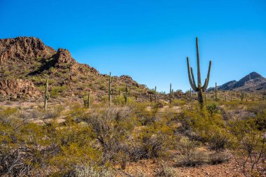 Arizona 'daki Organ Borusu Kaktüsü NM' nin manzarası