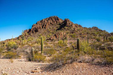 Arizona 'daki Organ Borusu Kaktüsü NM' nin manzarası