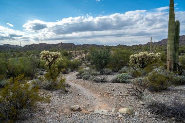 Arizona 'daki Organ Borusu Kaktüsü NM' nin manzarası