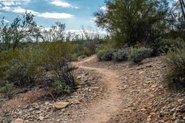 Arizona 'daki Organ Borusu Kaktüsü NM' nin manzarası