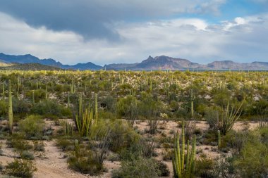 Arizona 'daki Organ Borusu Kaktüsü NM' nin manzarası
