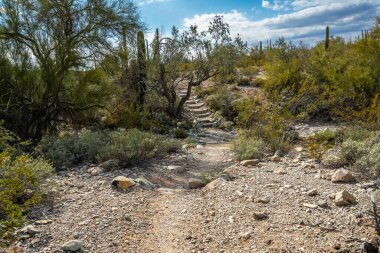 Arizona 'daki Organ Borusu Kaktüsü NM' nin manzarası