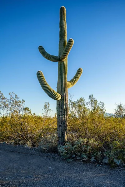 Вид Organ Pipe Cactus Аризона — стоковое фото