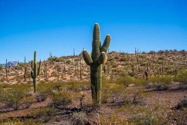 Вид Organ Pipe Cactus Аризона — стоковое фото