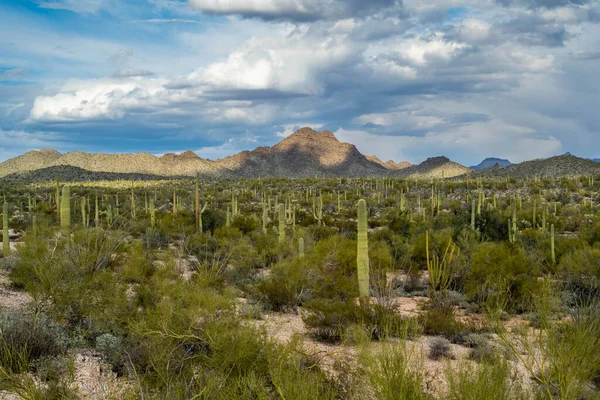 Overlooking View Organ Pipe Cactus Arizona — Stock Photo, Image