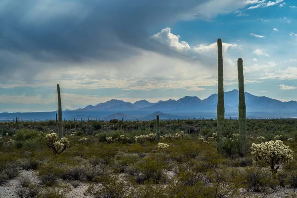 Een Uitzicht Organ Pipe Cactus Arizona — Stockfoto