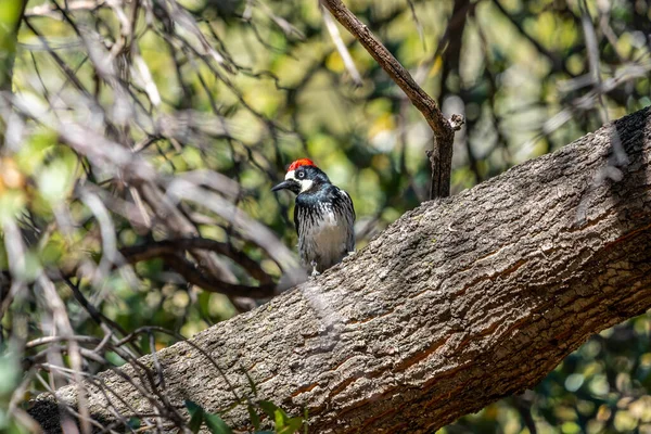 Acorn Woodpecker Madera Canyon Arizona — стоковое фото