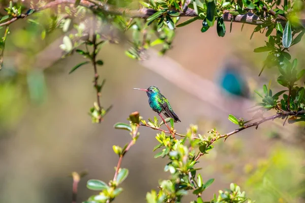 Bred Fakturerad Kolibri Madera Canyon Arizona — Stockfoto