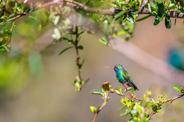 Broad Billed Colmingbird Madera Canyon Arizona — Stock fotografie