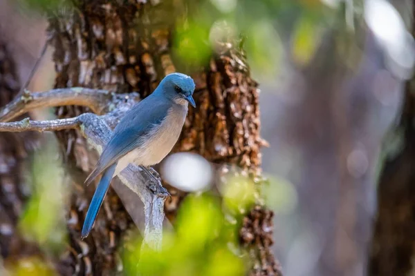 Jay Mexicano Phoenix Arizona — Fotografia de Stock