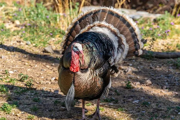 Madera Kanyonu Arizona Büyük Bir Türk Akbabası — Stok fotoğraf