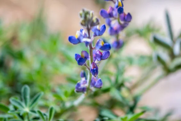 亚利桑那州马德拉峡谷的一朵紫色野花 — 图库照片