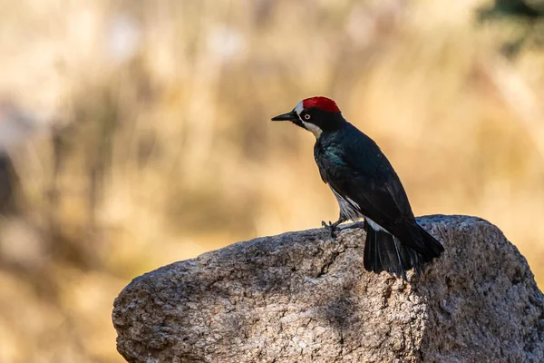Acorn Woodpecker Tucson Arizona — Fotografie, imagine de stoc