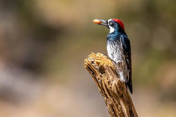 Acorn Woodpecker Tucson Arizona — Fotografie, imagine de stoc