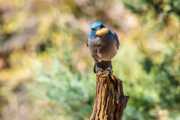 Jay Mexicano Coconino Arizona — Fotografia de Stock