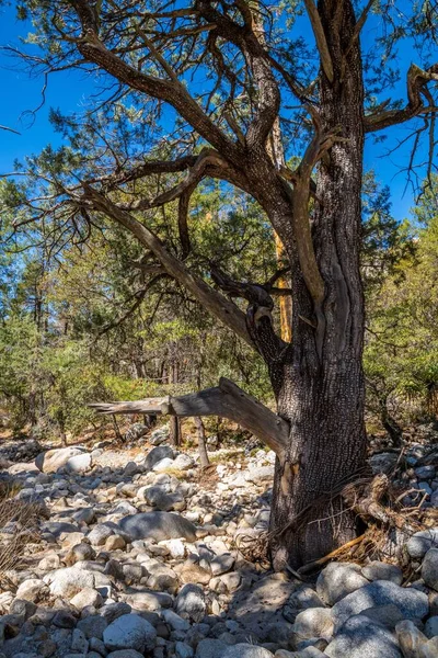 Uma Vista Para Tucson Arizona — Fotografia de Stock