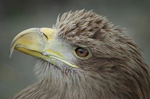 Eagle head — Stock Photo, Image