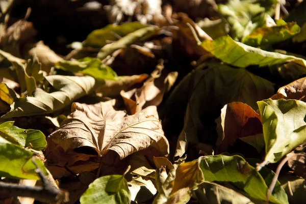 Leaves on ground — Stock Photo, Image