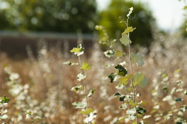 Flora in het veld — Stockfoto