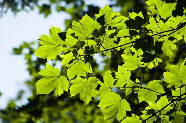 Esdoorn bladeren — Stockfoto