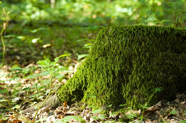 Moss 树桩 — 图库照片