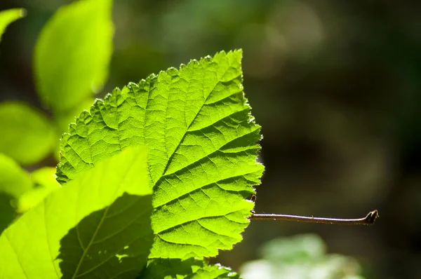 森林植物区系 — 图库照片