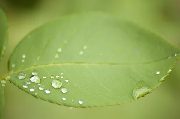 Wet rose leaf — Stock Photo, Image