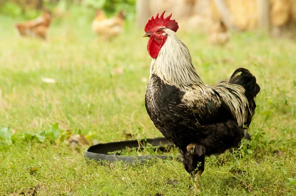 Rooster portrait — Stock Photo, Image