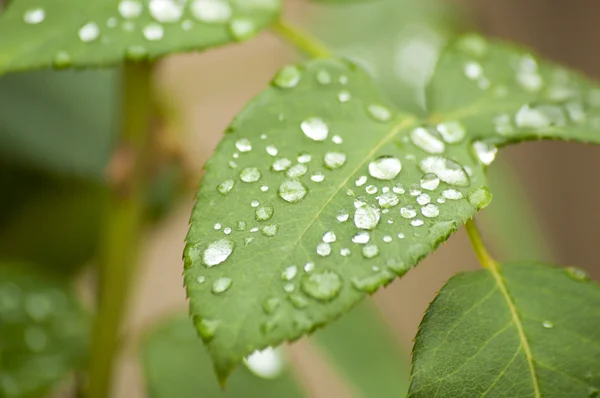 Wet rose leaf — Stock Photo, Image