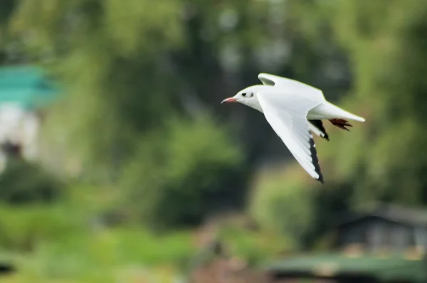 Flygande mås — Stockfoto