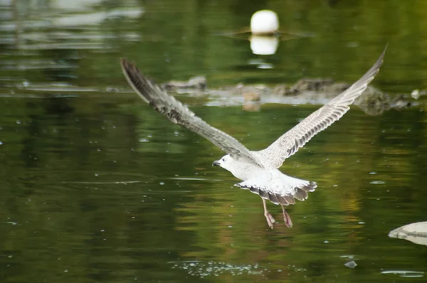 Flying seagull — Stock Photo, Image