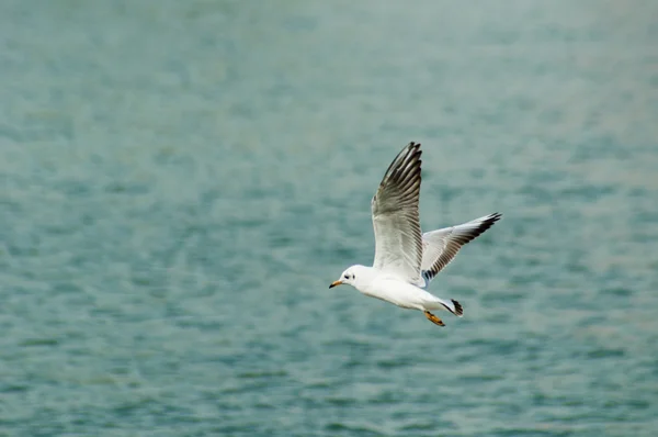 Flygande mås — Stockfoto