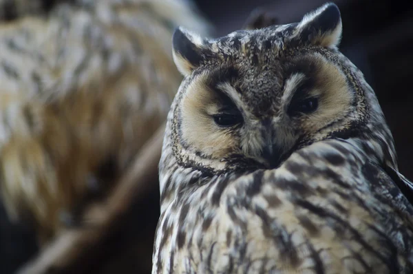 Big owl — Stock Photo, Image