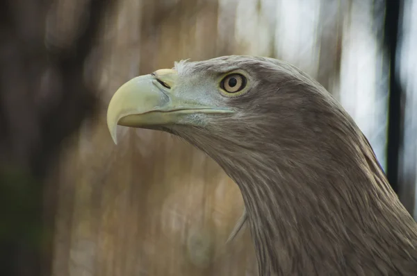 Eagle portrait — Stock Photo, Image