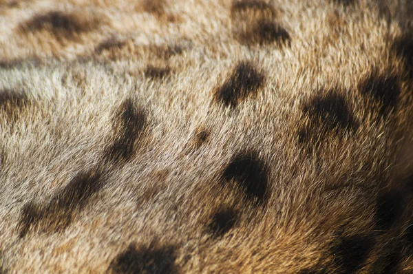 Cheetah bont — Stockfoto