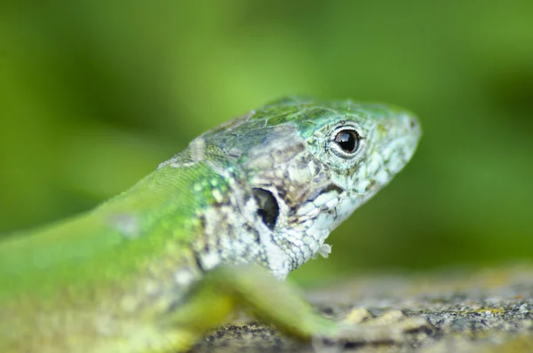 Europese groene hagedis — Stockfoto