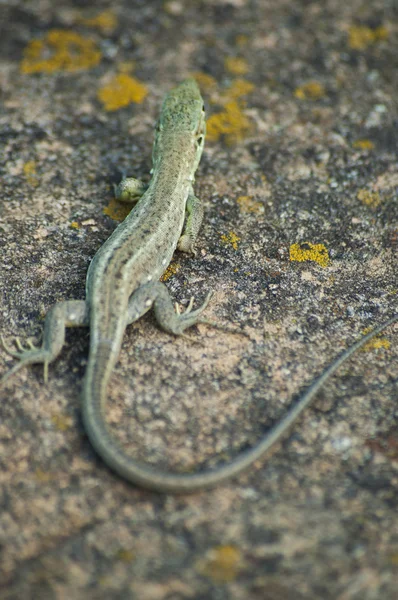 Lizzard em uma rocha — Fotografia de Stock