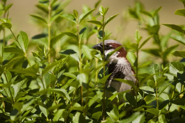Sparrow standing in bush — Stock Photo, Image