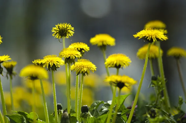 Żółte kwiaty mniszek Zdjęcie Stockowe