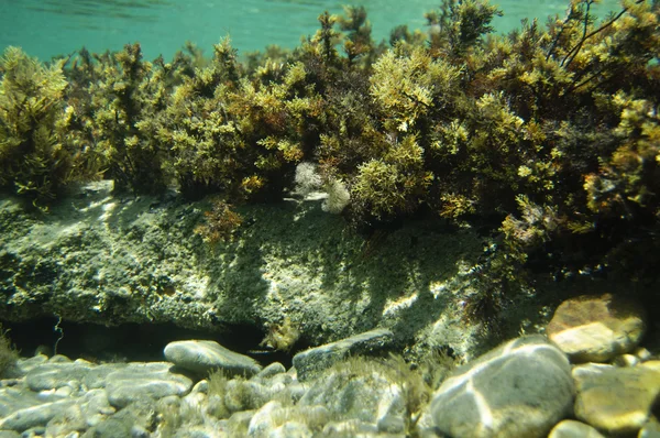 Récif sous-marin avec diverses plantes — Photo